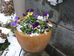 110101雪の下の花